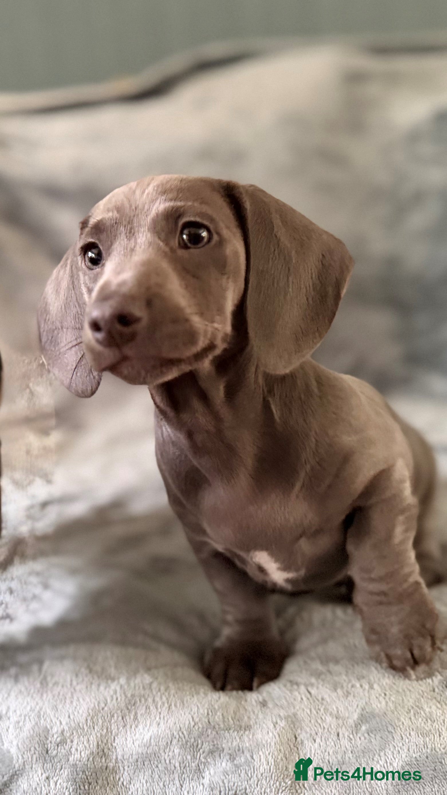 Miniature Dachshund dogs Rare colour KC registered mini dachshund puppies  - Advert 16