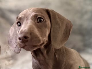 Miniature Dachshund dogs Rare colour KC registered mini dachshund puppies - Advert 5