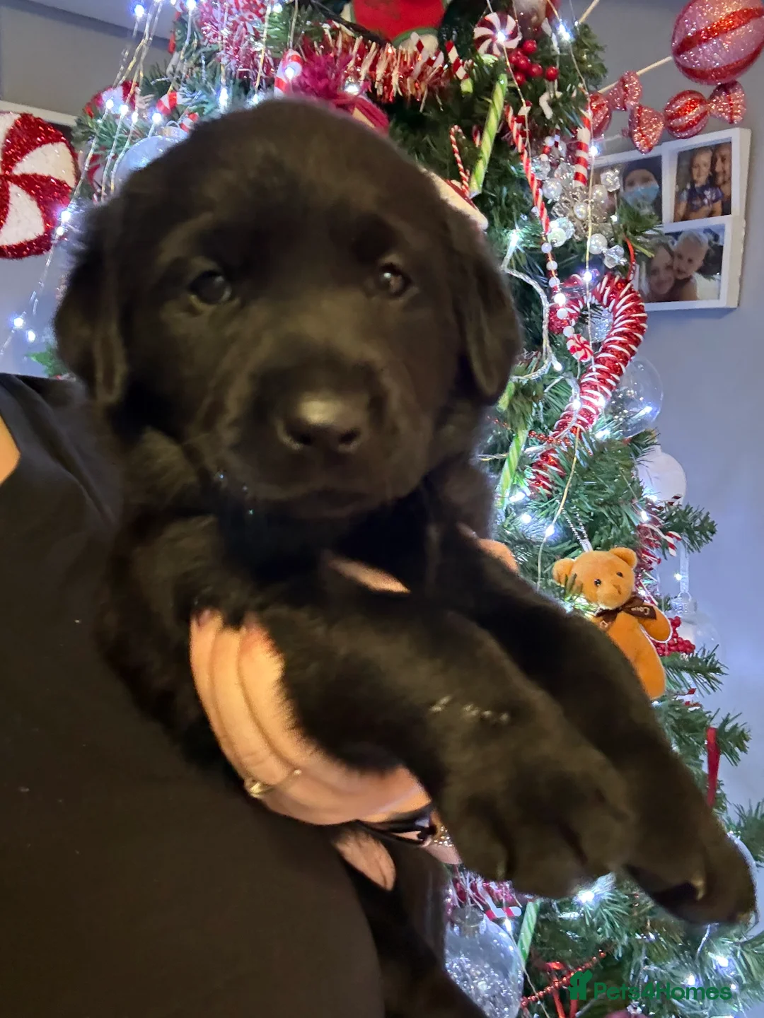 Labrador Retriever dogs for sale: Gorgeous pup - Advert 9