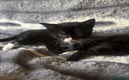 British Longhair cats for sale: 5 beautiful domestic long haired kittens - Image 4