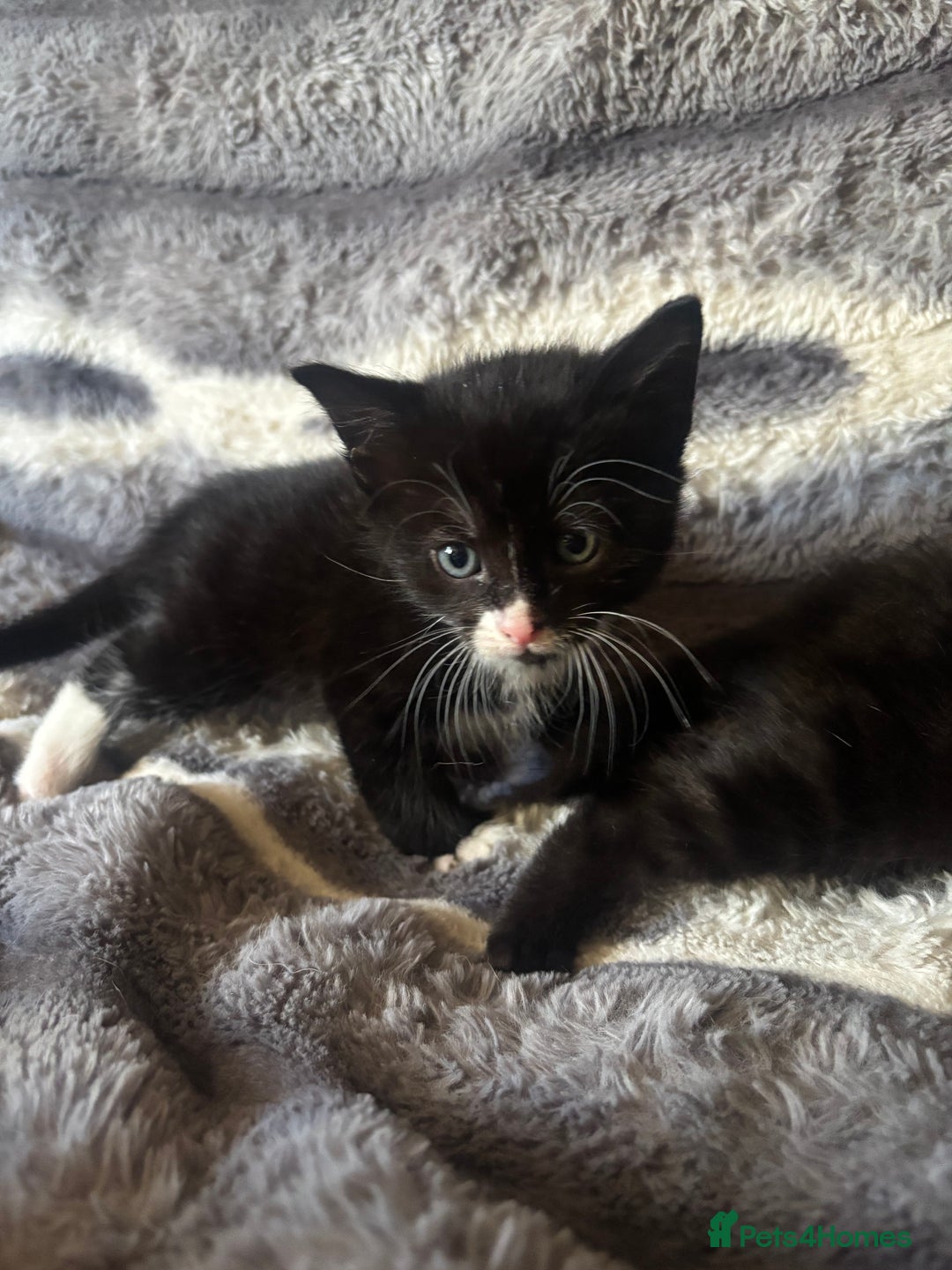 British Longhair cats for sale: 5 beautiful domestic long haired kittens - Image 4