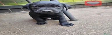 Labrador Puppy GREY🩶
