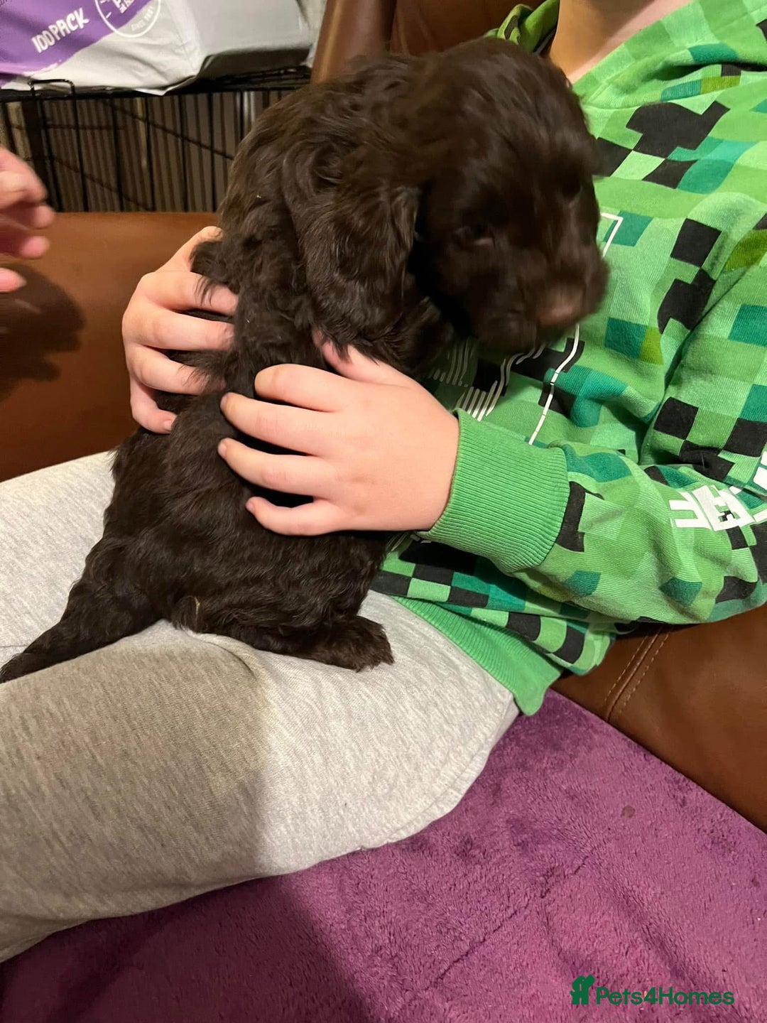 Cockapoo dogs for sale: 2 Year old Chocolate boy for rehoming - Image 11