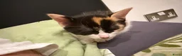 Mixed Breed cats for sale: Beautiful kittens!!  - Advert 15