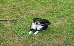 Mixed Breed dogs for adoption: 💖🐶 TOPSY 🐶💖 - Image 5