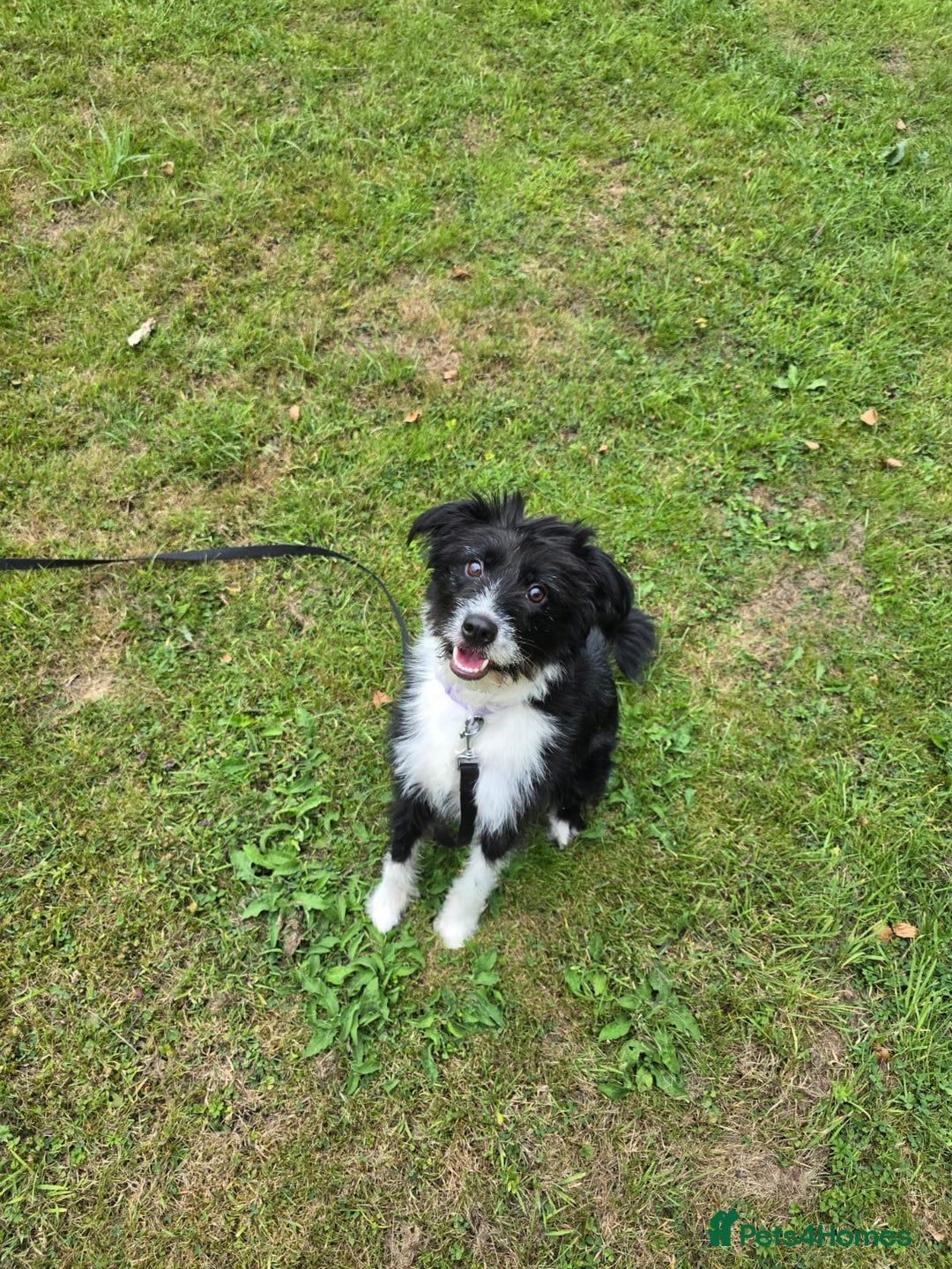 Mixed Breed dogs for adoption: 💖🐶 TOPSY 🐶💖 - Image 5