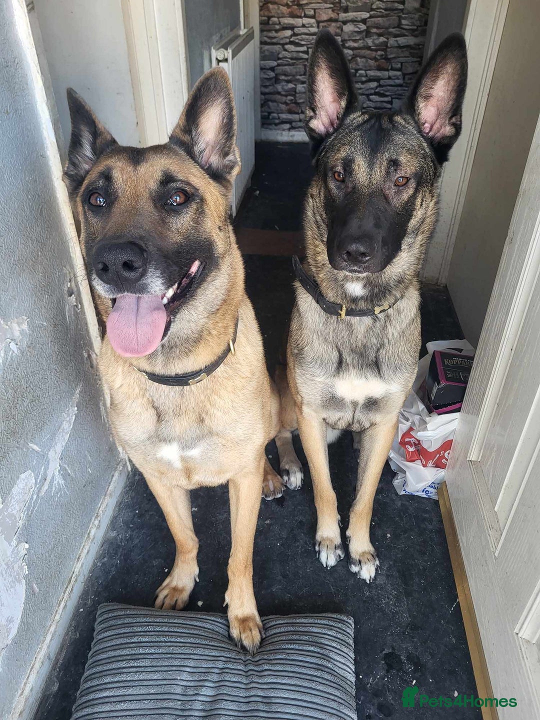 Belgian Shepherd Dog dogs for sale: 2 beautiful 8 week old Belgian shepherd dog - Advert 15