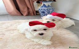 Bichon Frise dogs for sale: 🐶 Bichon Puppies – looking for loving Homes  - Image 2