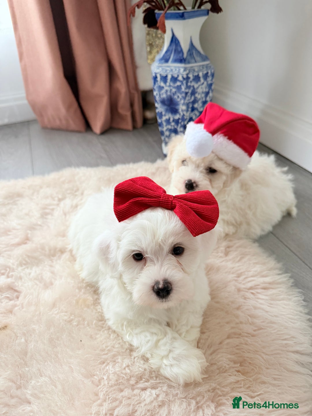 Bichon Frise dogs for sale: 🐶 Bichon Puppies – looking for loving Homes  - Image 2