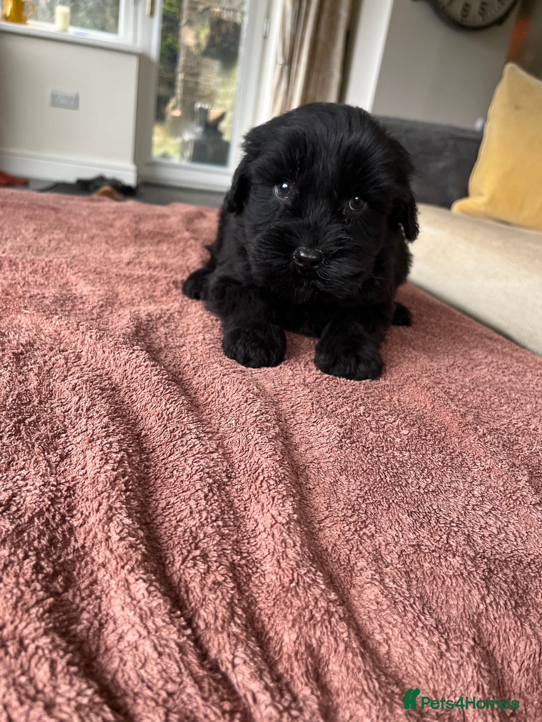 Labradoodle dogs for sale: Beautiful healthy Labradoodle Puppied - Advert 9