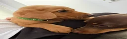 Labrador Retriever dogs for sale: Labrador puppies from a loving family home. - Advert 17