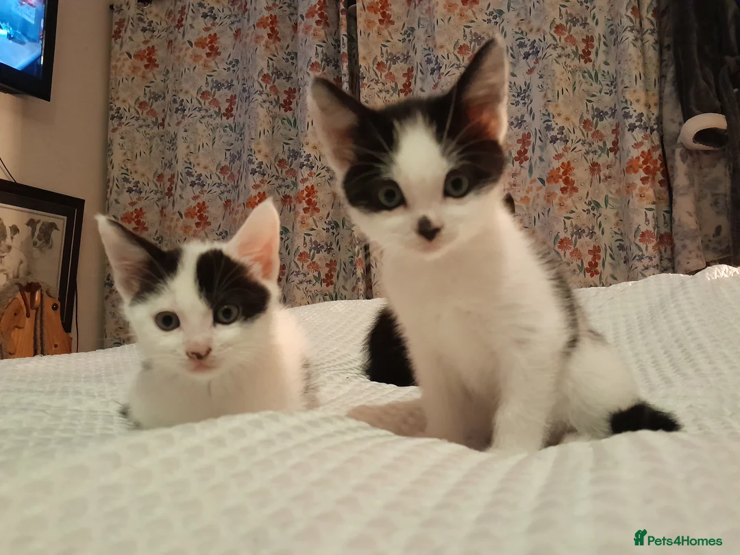 Mixed Breed cats for sale: Kitten - Advert 3