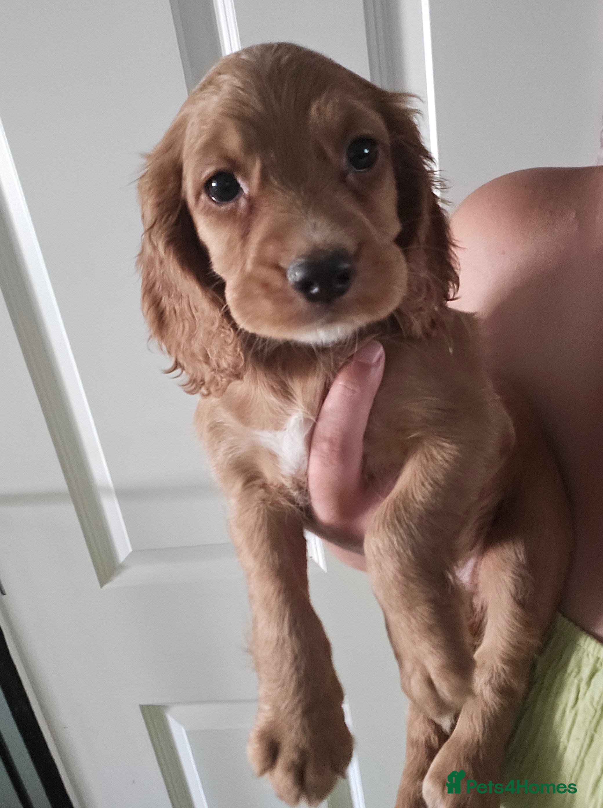 Cocker Spaniel dogs Working Cocker spaniel pups - Advert 2