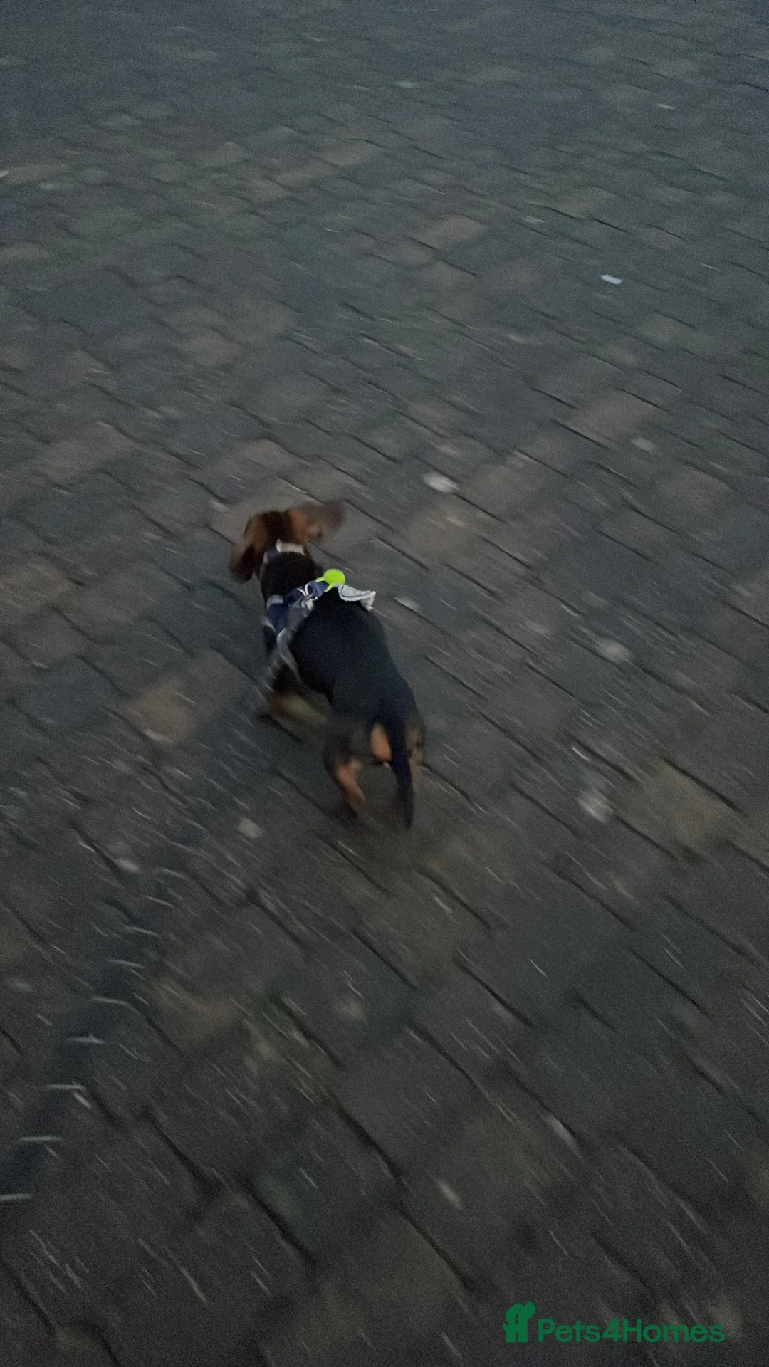 Miniature Dachshund dogs for sale: Miniature Dachshund  - Advert 3