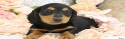 Miniature Dachshund dogs for sale: KC Miniature Dachshund Longhair Puppies - Advert 12