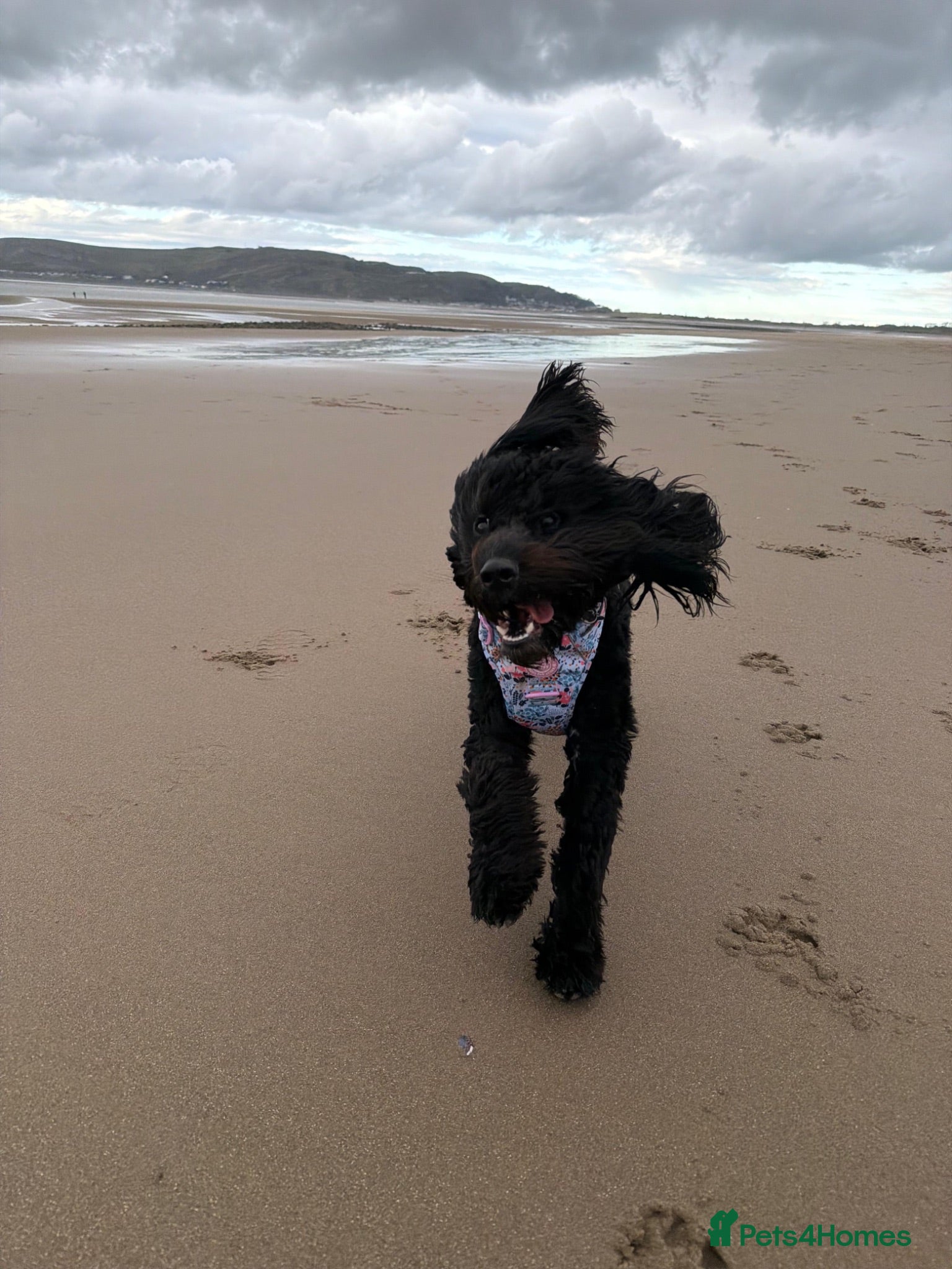 Cockapoo dogs Lola  - Advert 2