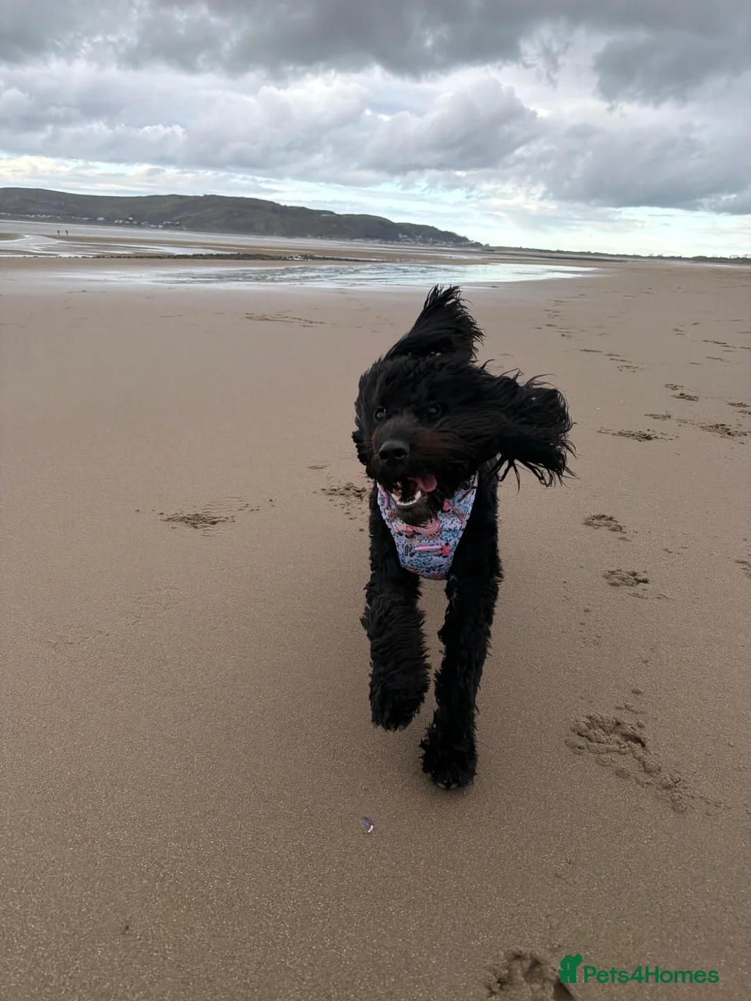 Cockapoo dogs for sale: Lola  - Advert 1