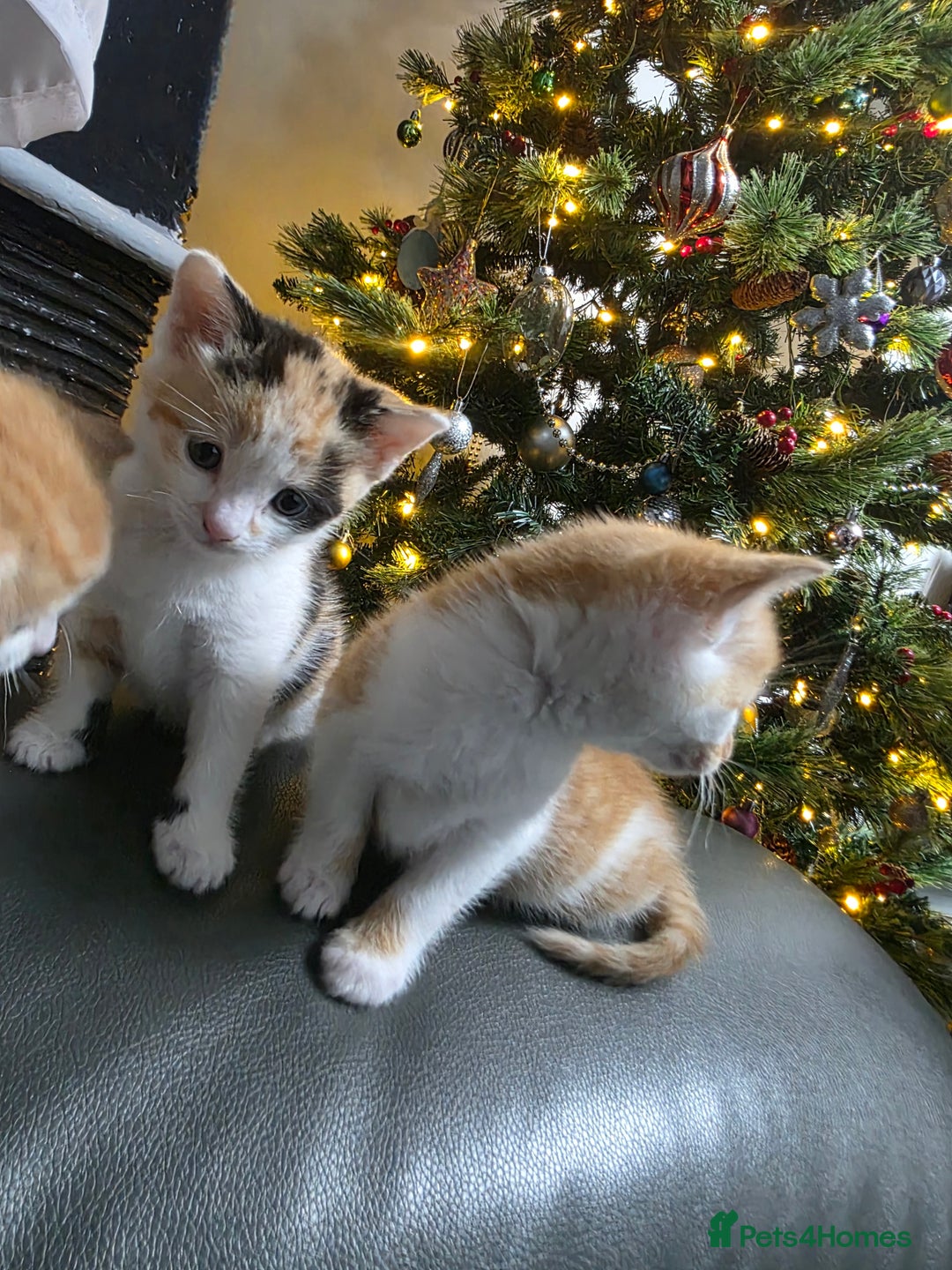 Mixed Breed cats for sale: Beautifull Kittens ready to go  - Advert 18