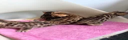 Bengal cats for sale: Beautiful Bengal Kittens – 1 Male & 3 Females 🐈😻 in London - Advert 9
