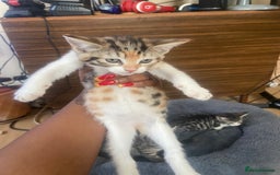 British Shorthair cats for sale: English tabby kittens for sale  - Image 5