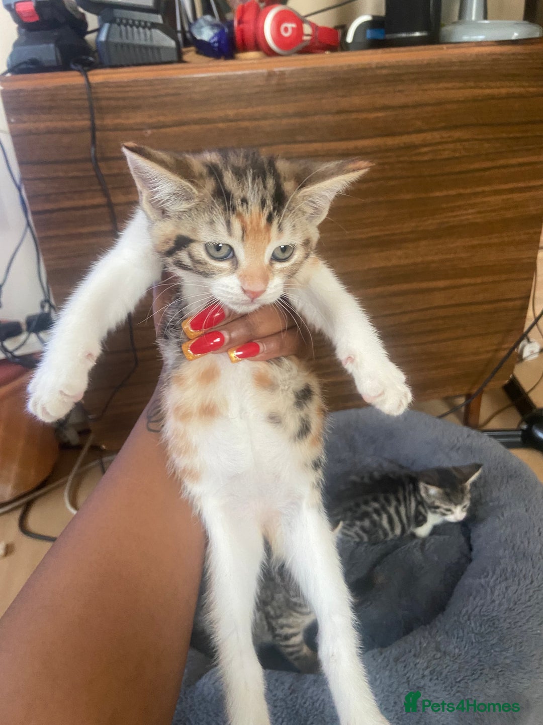 British Shorthair cats for sale: English tabby kittens for sale  - Image 5