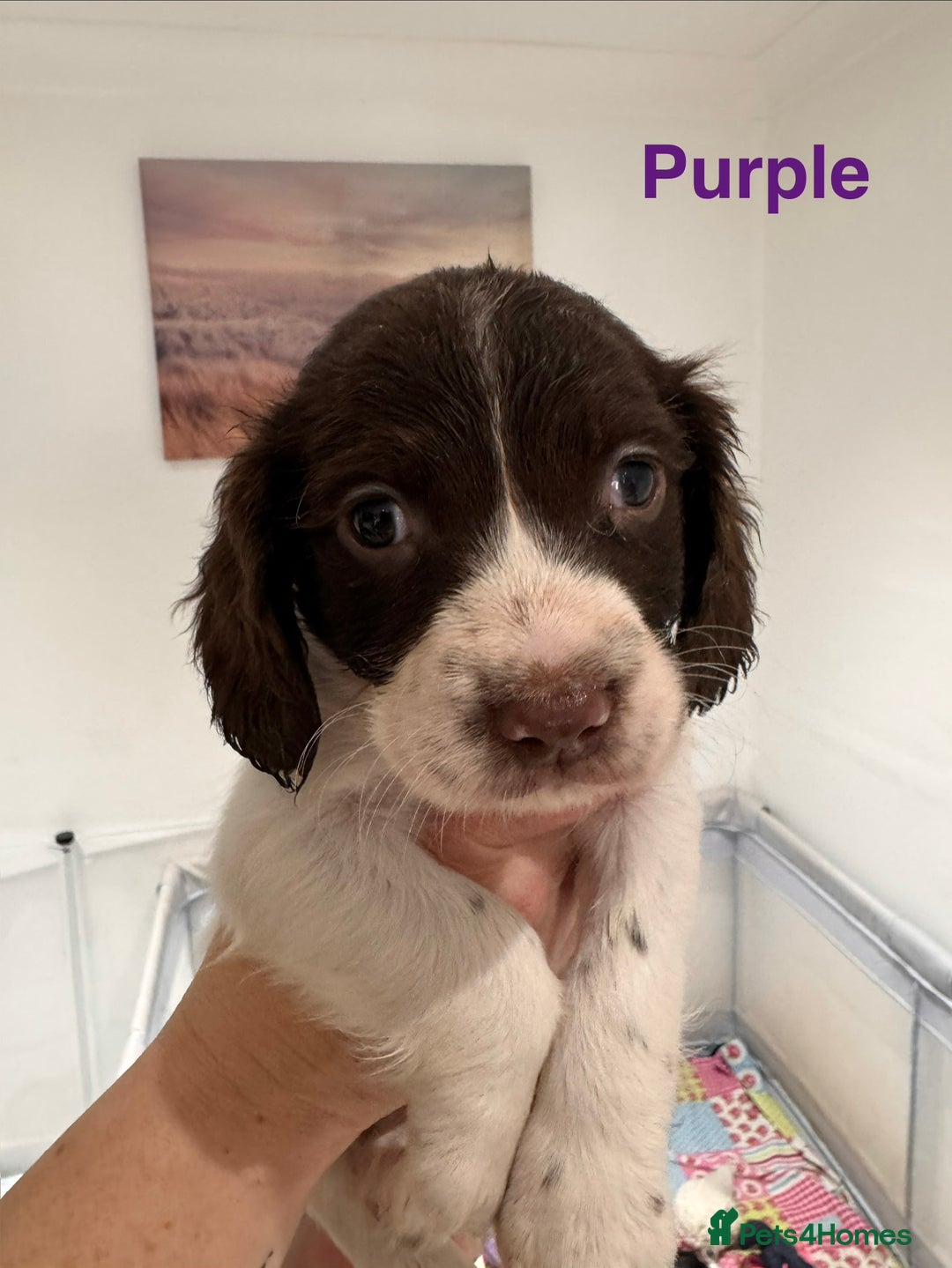 English Springer Spaniel dogs for sale: English Springer Spaniel Pups.  - Advert 8