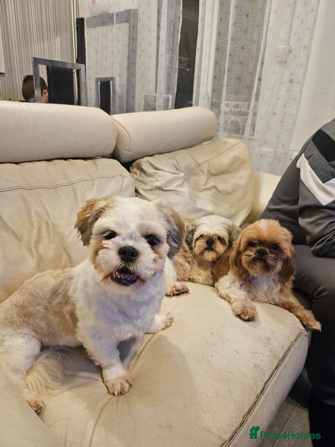 Shih Tzu dogs for sale: Shihtzu boy for sale -10 months old  - Image 5