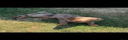 Miniature Dachshund dogs for sale: miniature Daschund Isabella dapple - Advert 2