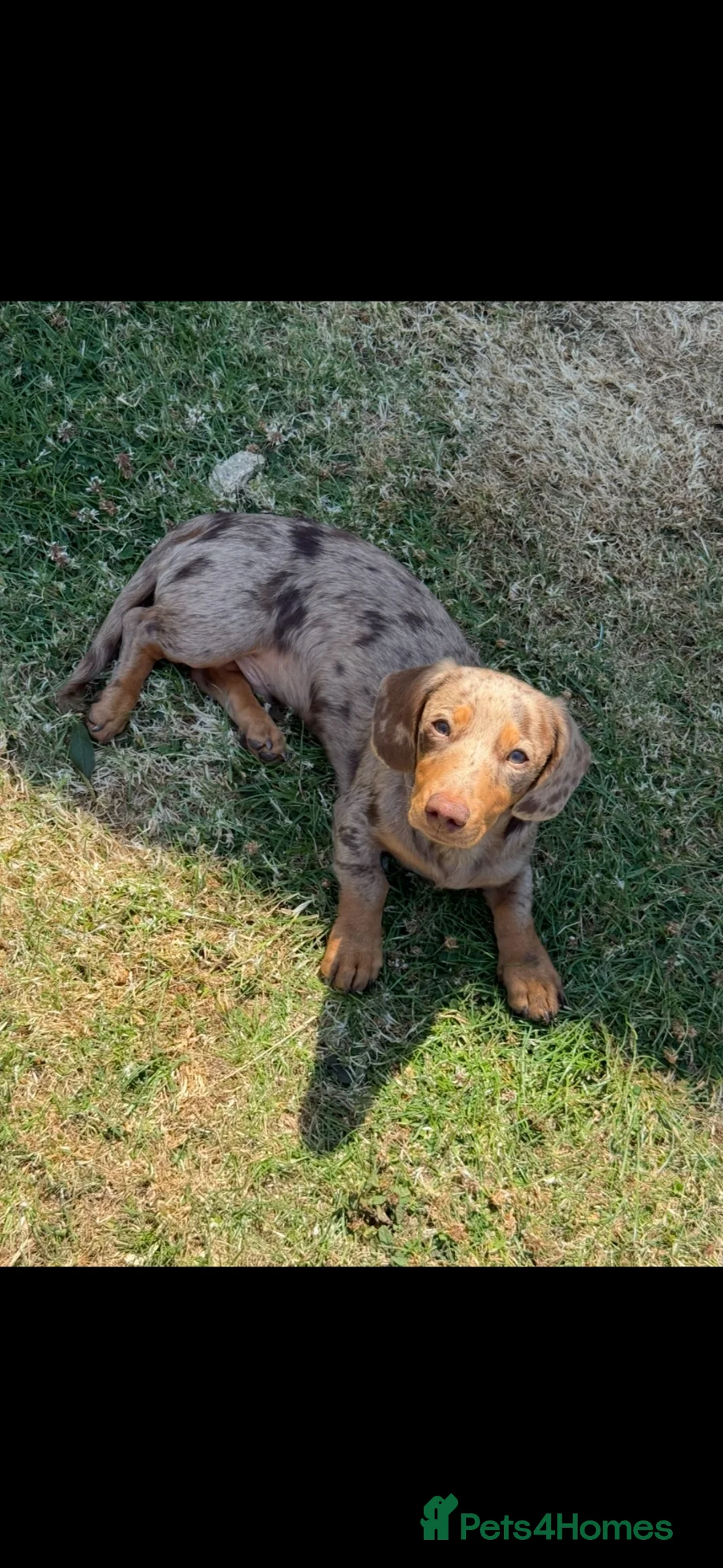 Miniature Dachshund dogs for sale: miniature Daschund Isabella dapple - Advert 2