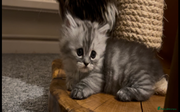 Munchkin cats for sale: A very SPECIAL litter of Munchkins Kittens  - Image 13