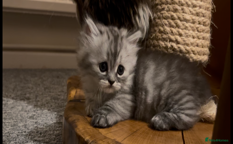 Munchkin cats - Advert 1