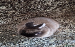 Netherland Dwarf rabbits for sale: Pure Netherland Dwarf Baby Bunnies - Image 15