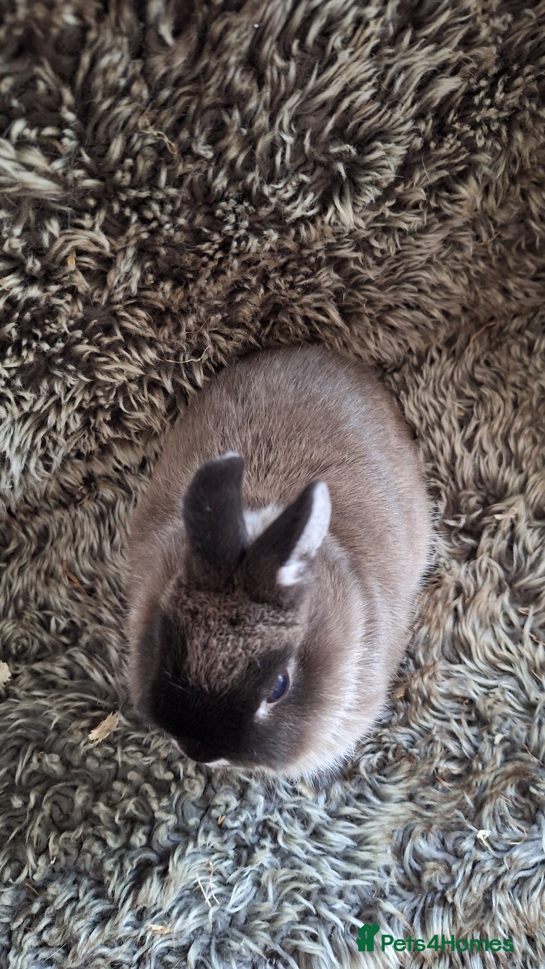 Netherland Dwarf rabbits for sale: Pure Netherland Dwarf Baby Bunnies - Image 15