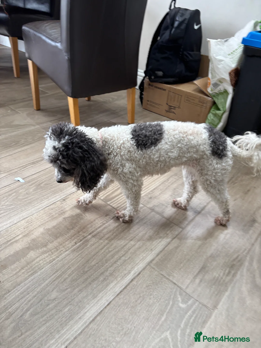 Miniature Poodle dogs for sale: Rare Adorable 🥰 Small Miniature Parti Poodle in Doncaster - Advert 2