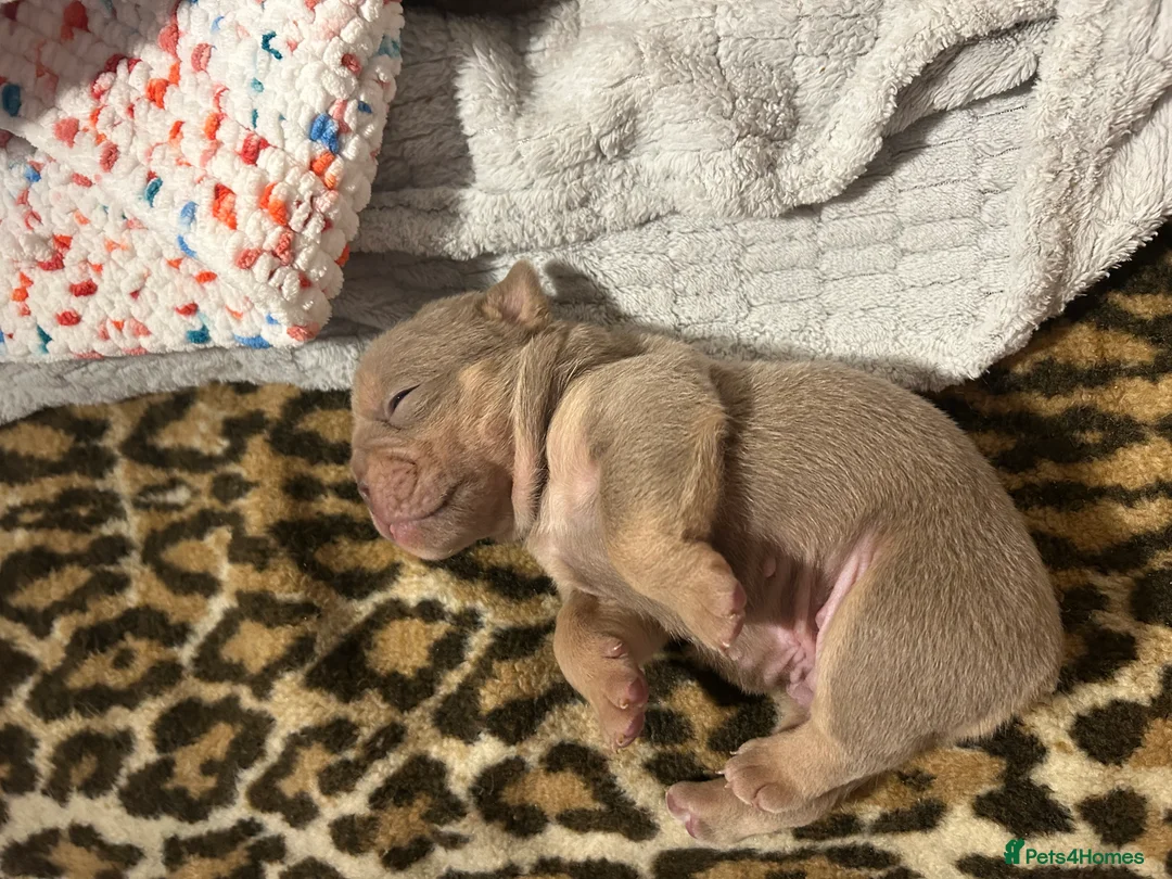 English Bulldog dogs for sale: Stunning pups  - Advert 2