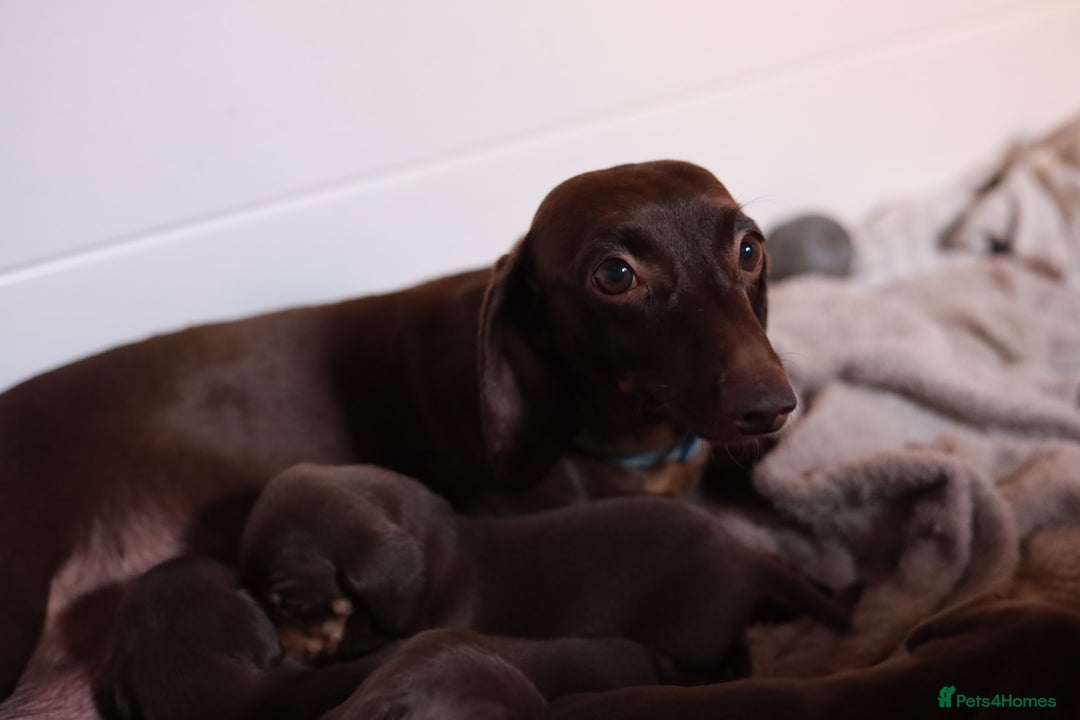 Dachshund dogs for sale: Miniature dachshund  - Image 16
