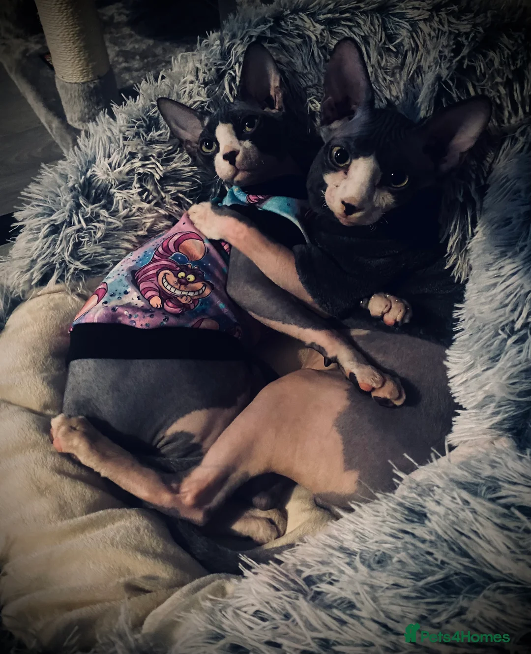 Sphynx cats for sale: 3 Sphynx cats to be rehomed - Advert 7