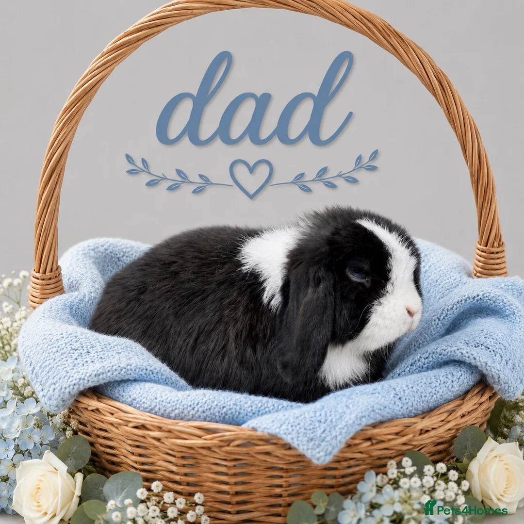 Mini Lop rabbits for sale: Pure breed Mini Lops - Advert 6