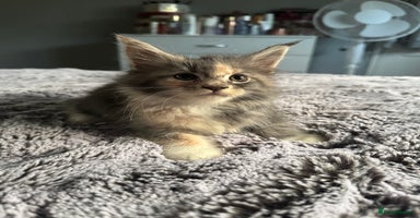 Maine Coon cats - Advert 3