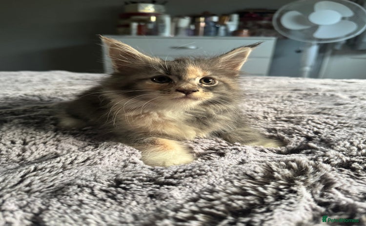 Maine Coon cats - Advert 9