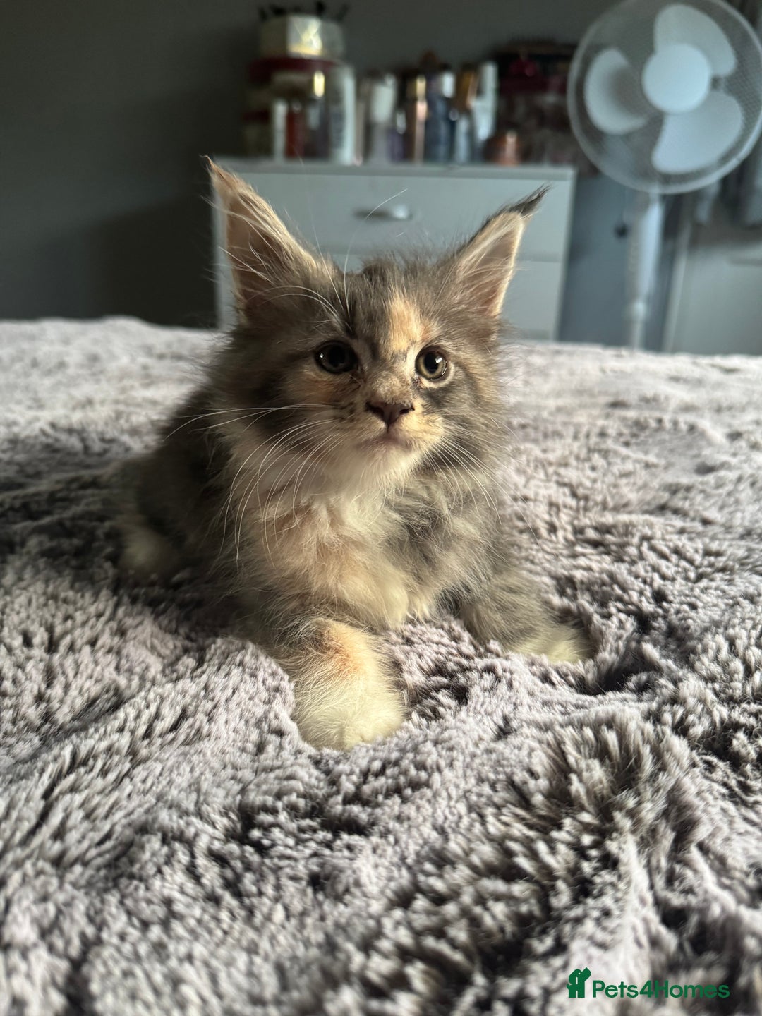 Maine Coon cats for sale: Maine Coon kittens Available!!!! - Image 3