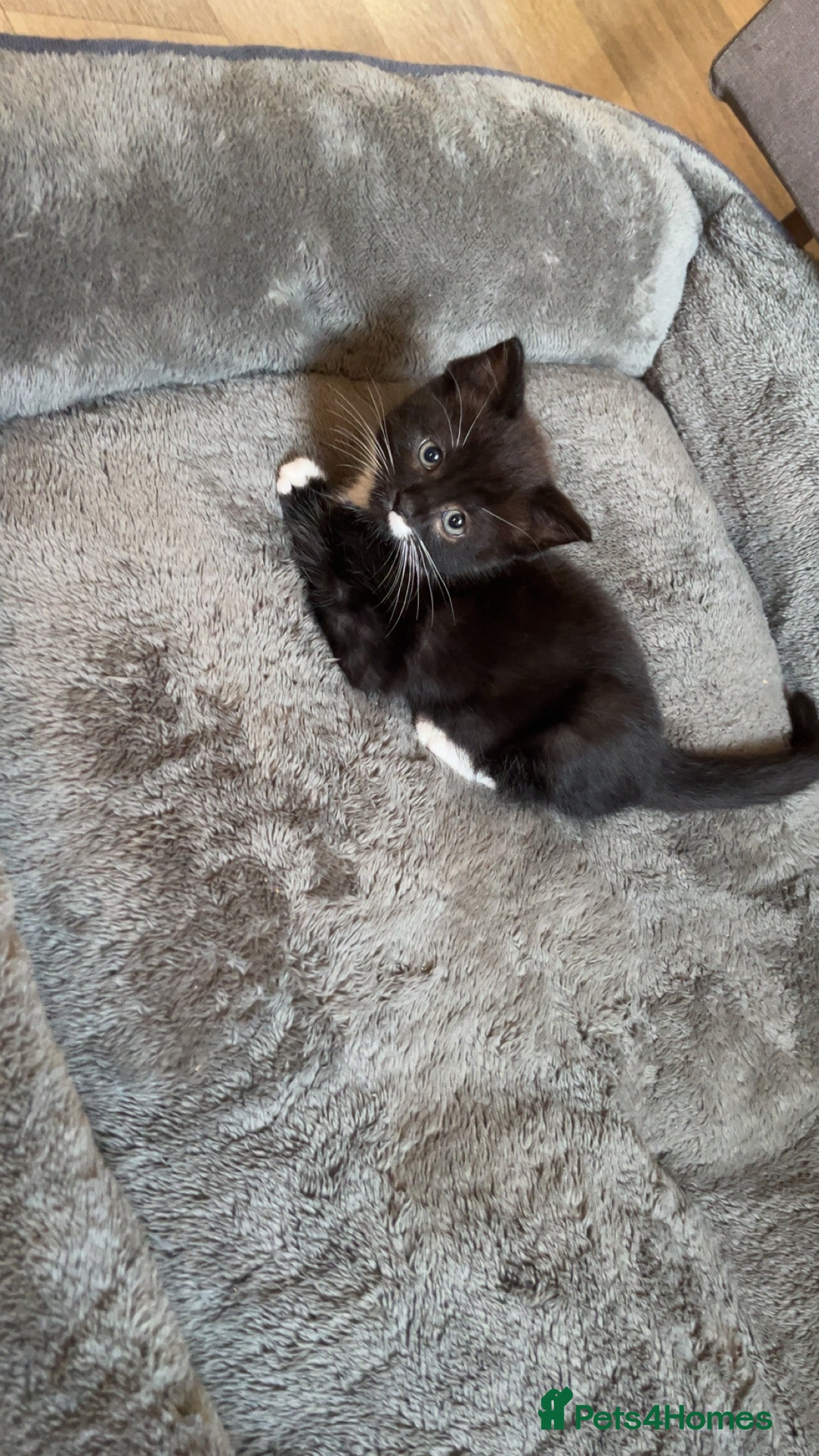 Mixed Breed cats 4 Beautiful Kittens 🐾 ❤️  - Advert 8