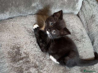 Mixed Breed cats 4 Beautiful Kittens 🐾 ❤️ - Advert 12