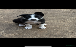 Border Collie dogs for sale: Beautiful Border Collie Puppies - Image 9
