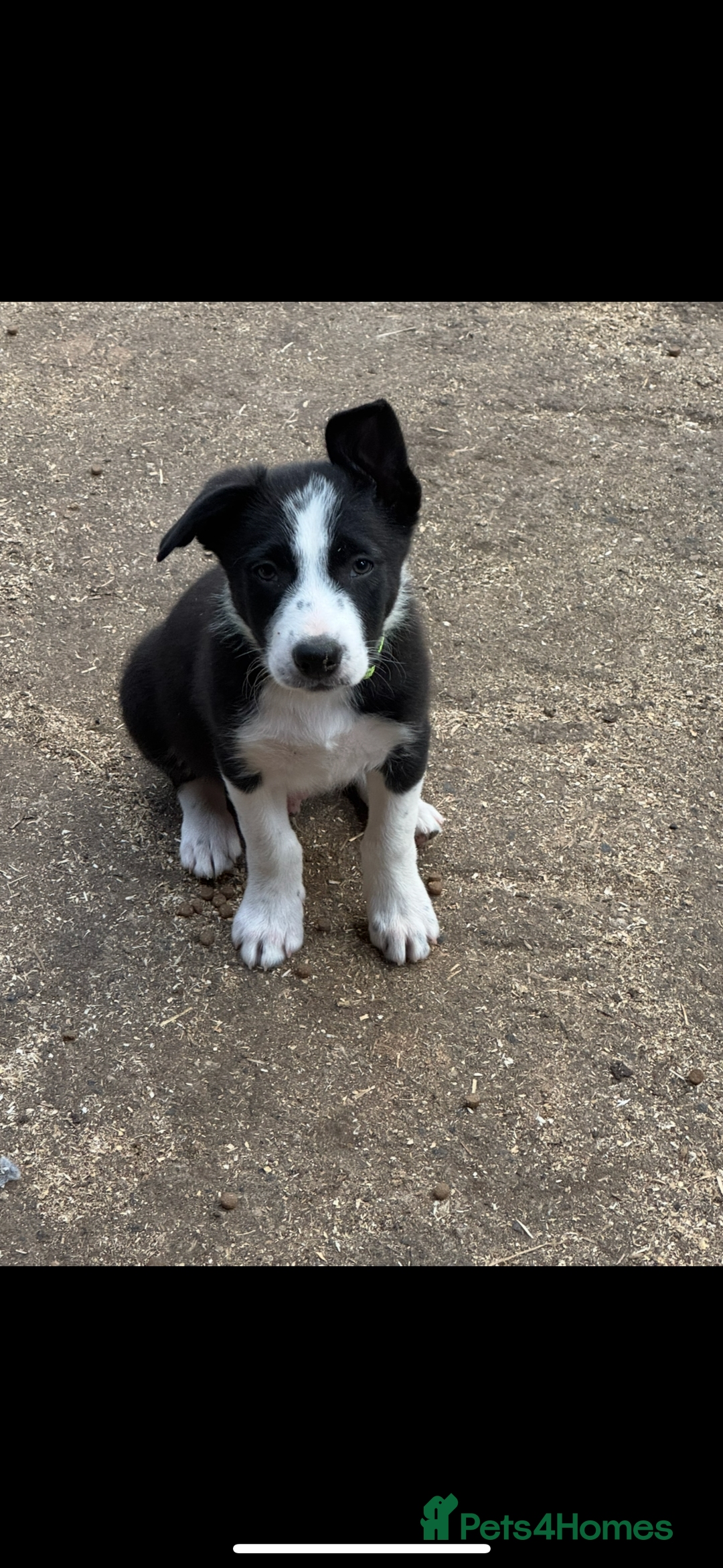 Border Collie dogs for sale: Beautiful Border Collie Puppies - Image 9