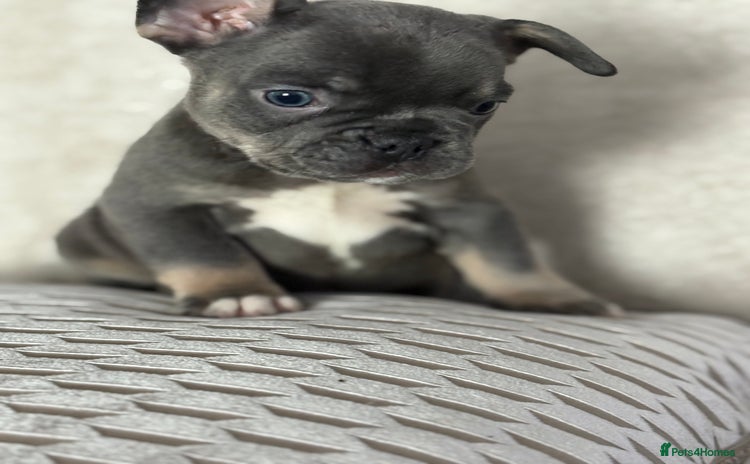 French Bulldog dogs - Advert 9