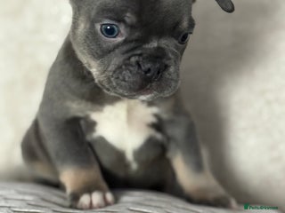French Bulldog dogs - Advert 5