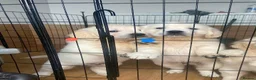 Golden Retriever dogs for sale: STUNNING SHOW LINE GOLDEN RETRIEVER PUPPIES - Advert 9