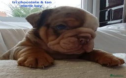 English Bulldog dogs for sale: Dwkc englìsh bulldog puppies  - Image 15