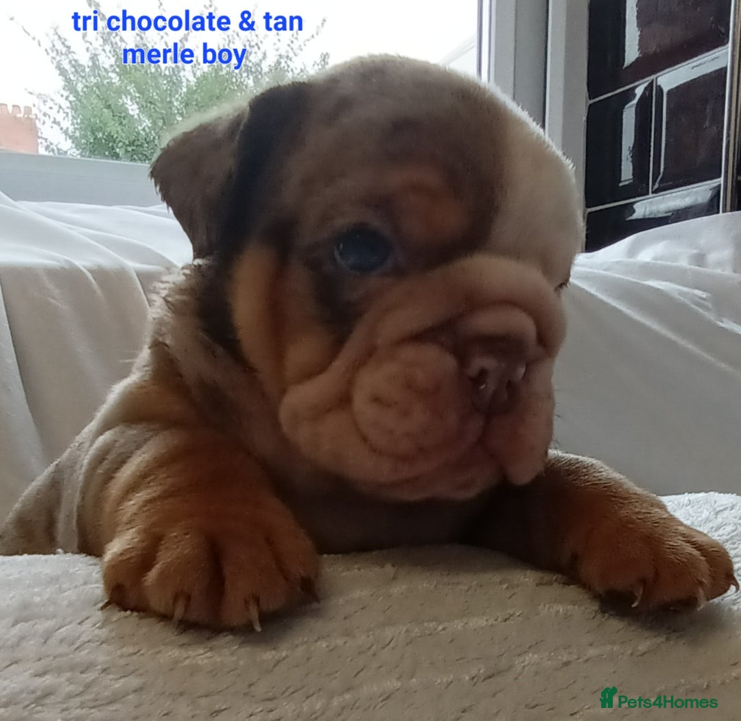 English Bulldog dogs for sale: Dwkc englìsh bulldog puppies  - Image 15